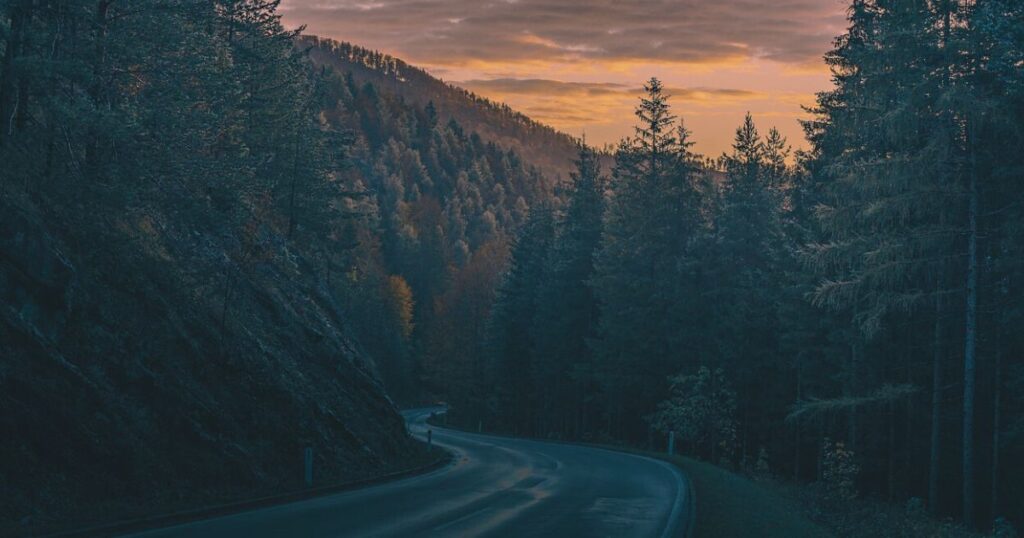 森の中の曲がり道を淡い朝の光が照らす静かな夜明けの風景