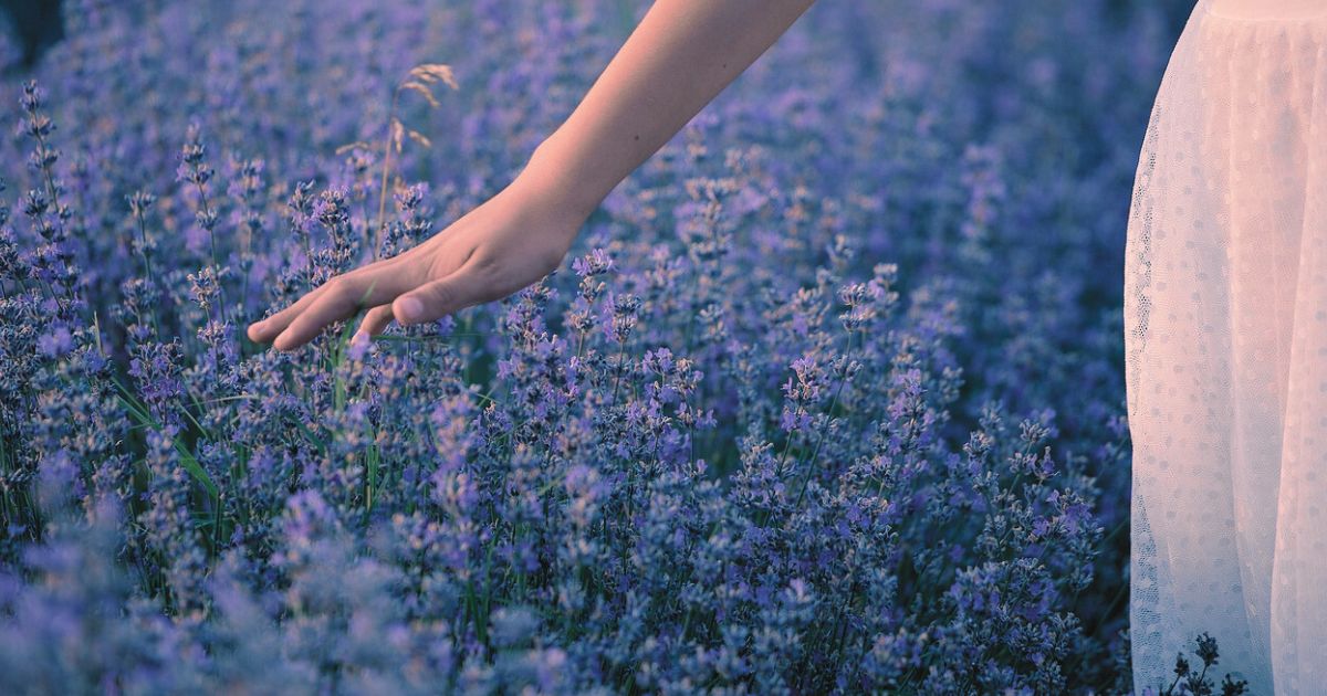 ラベンダーの花に女性の手がそっと触れている静かな情景