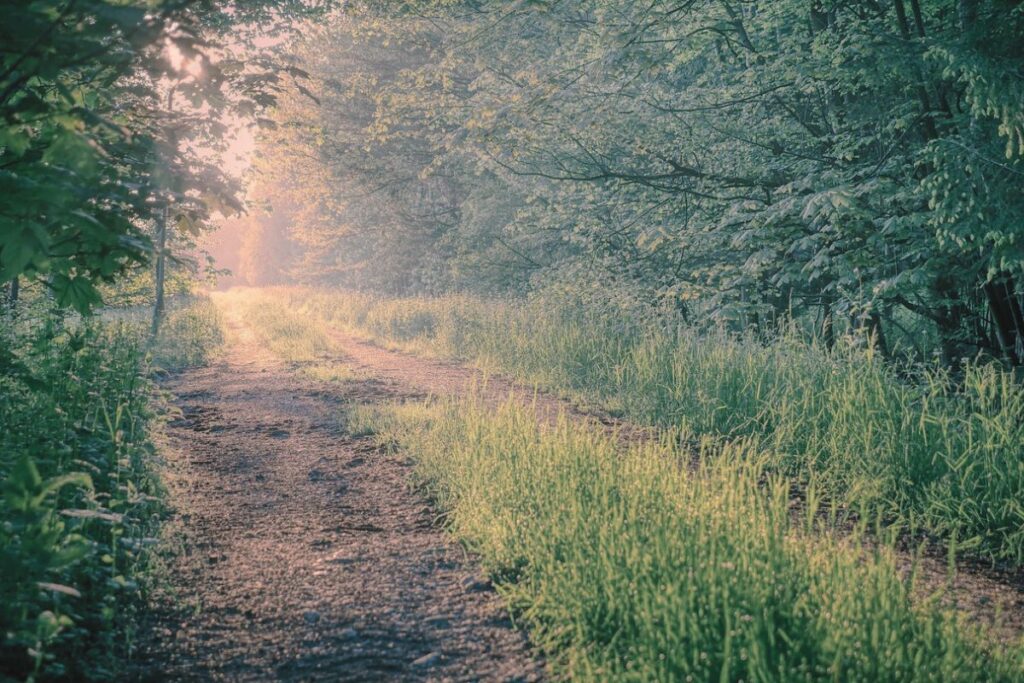 朝の光が差し込む森の小道の風景。やわらかな光と静かな空気が、未来へ続く道を思わせる写真。