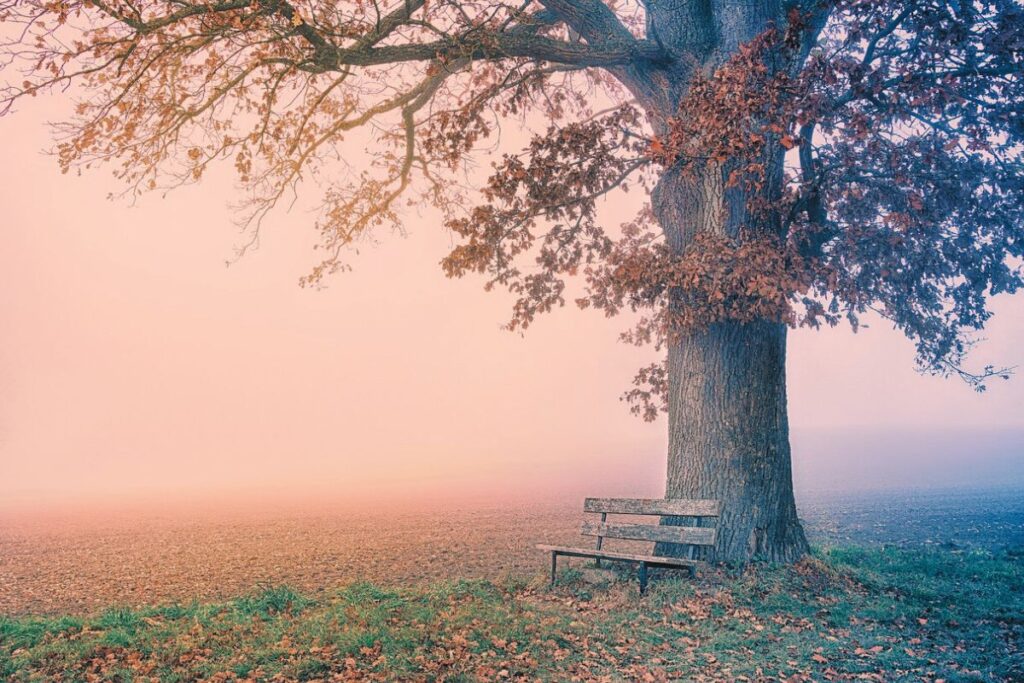 霧の中で大きな木のそばに佇むベンチの風景。静かな空気の中に、未来へ続くやわらかな希望が感じられる写真。