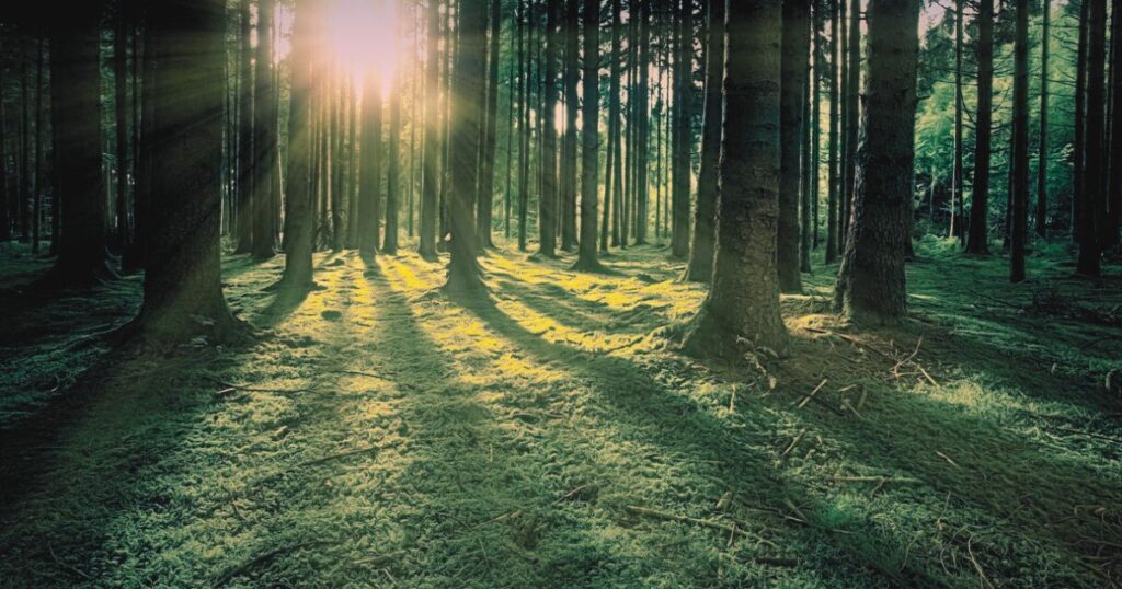森の中に力強い光が差し込み、地面に長い影が伸びる静かな風景
